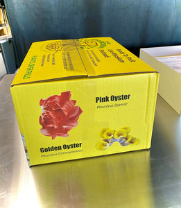 Grow Your Own Mushrooms - Pink Oyster