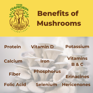 Benefits of Culinary Mushrooms