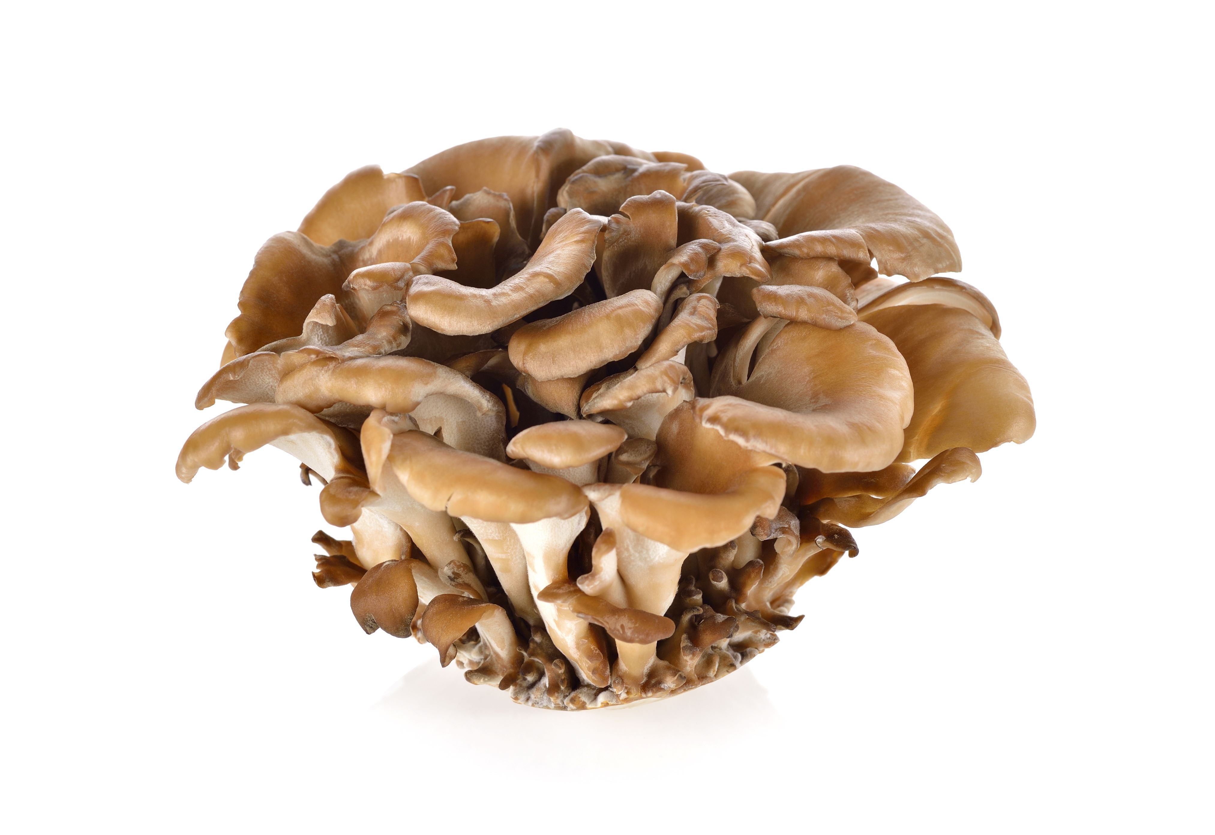 Maitake Dual Extract Tincture