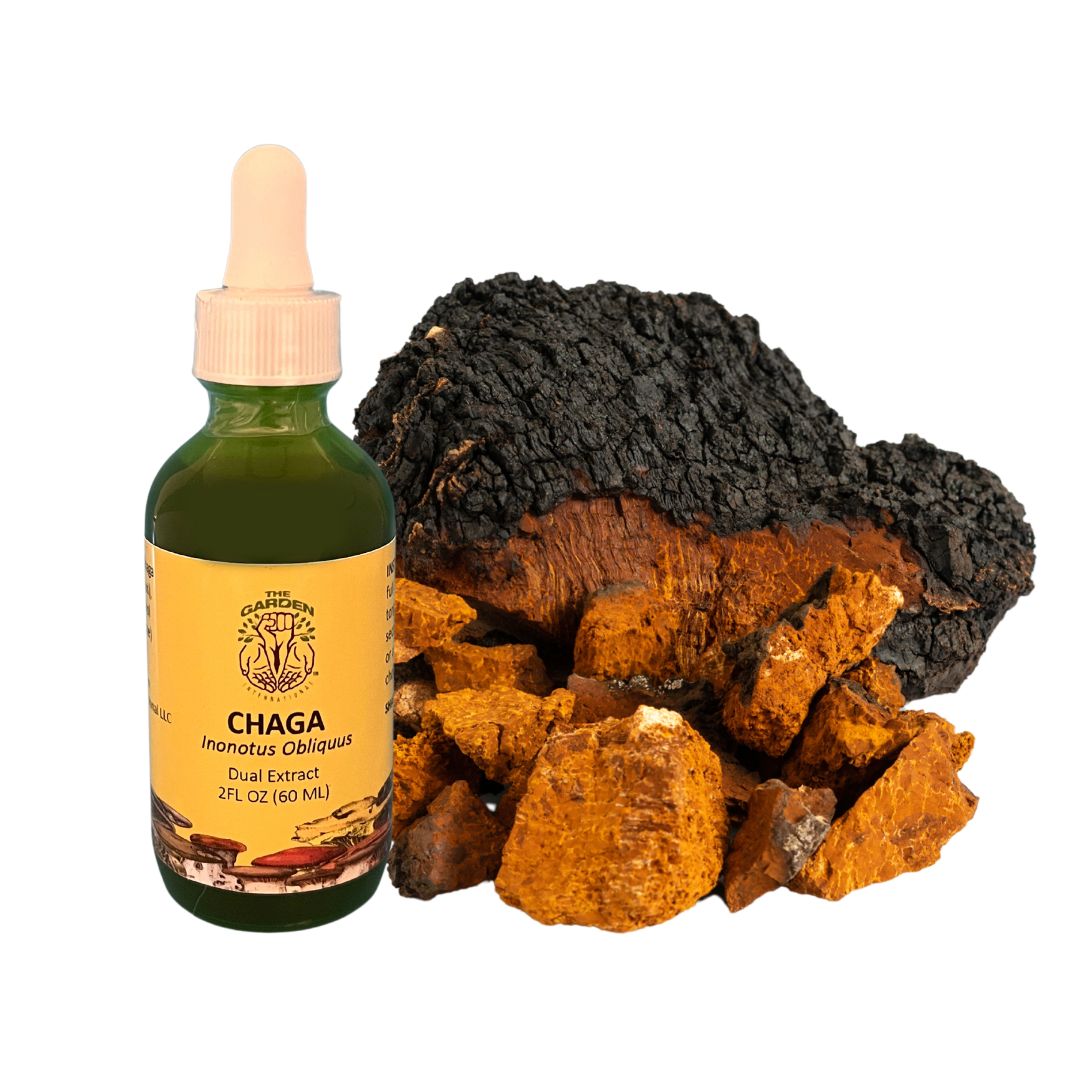 Chaga Tincture with Wild Chaga Mushroom – Immune-Boosting Antioxidant Extract.