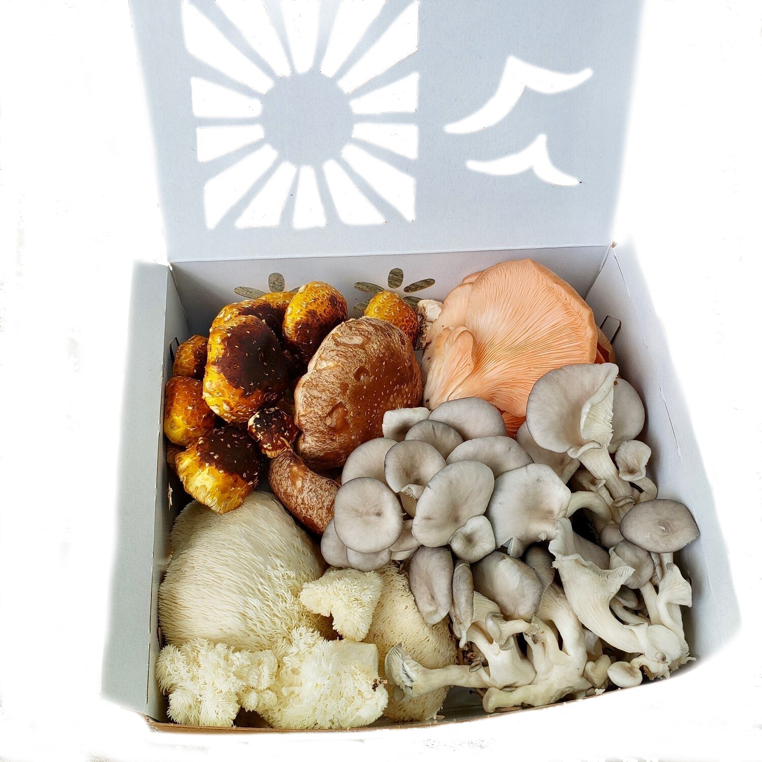 Fresh Gourmet Mushroom Box – Lion’s Mane, Pink Oyster, Shiitake & Blue Oyster for Cooking & Farm-to-Table Meals.