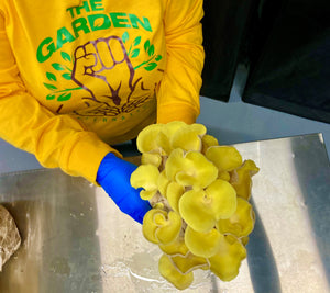 Organic golden oyster mushrooms harvested fresh for cooking and culinary use.