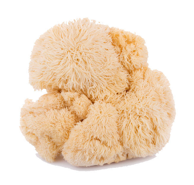 Fresh Lion’s Mane mushroom (Hericium erinaceus) – gourmet and medicinal mushroom known for its brain-boosting and immune-supporting benefits.