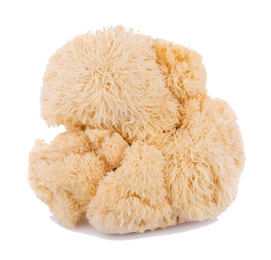 Fresh Lion’s Mane mushroom (Hericium erinaceus) – gourmet and medicinal mushroom known for its brain-boosting and immune-supporting benefits.