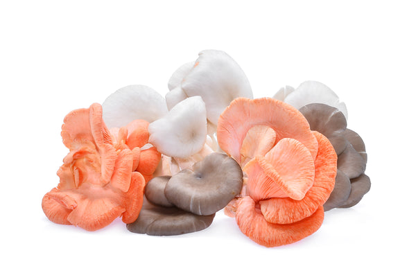 Assorted oyster mushrooms, including golden, pink, blue, and king oyster varieties, freshly harvested and displayed for gourmet cooking and farm-to-table freshness.