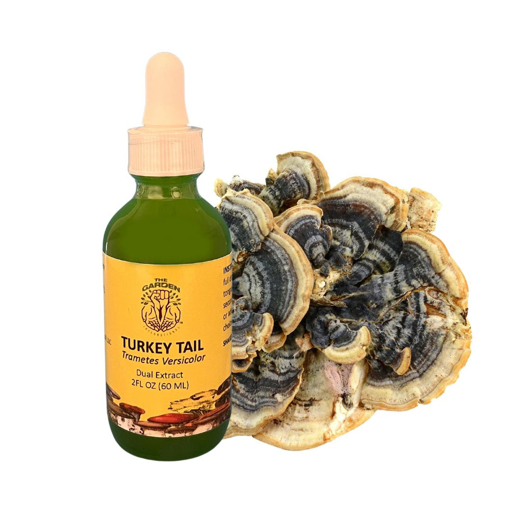 Turkey Tail Mushroom Tincture with Fresh Turkey Tail (Trametes versicolor) – Dual Extract for Immune Support, Gut Health, and Antioxidant Benefits.