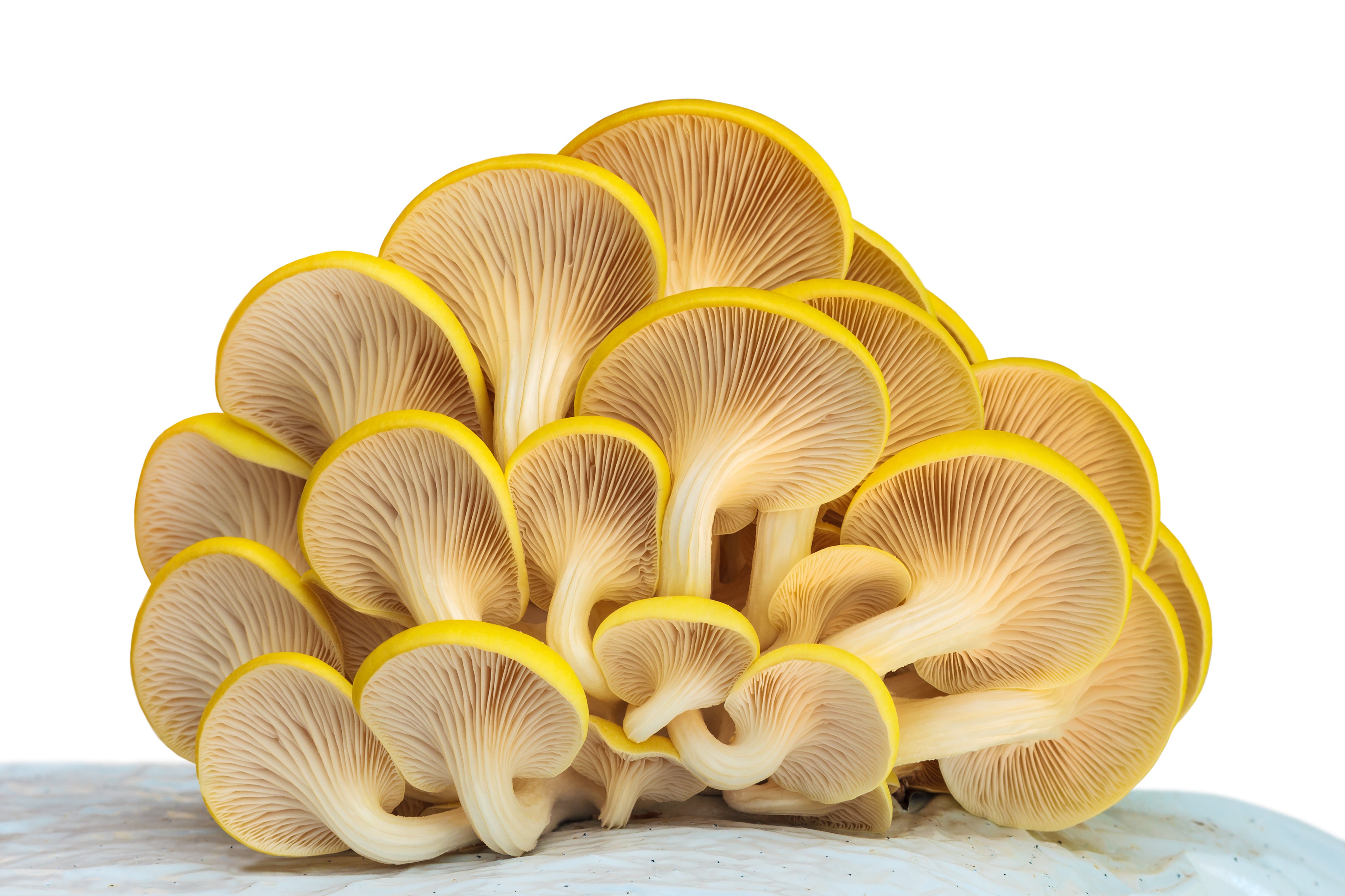 Grow Your Own Mushrooms - Golden Oyster
