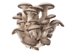 Fresh Blue Oyster Mushroom (Pleurotus ostreatus) – Gourmet, Sustainable, and Rich in Umami Flavor for Cooking.