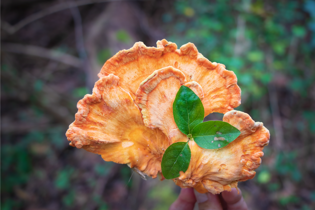 Fresh Wild Chicken of the Woods Mushroom (Laetiporus sulphureus) – Vibrant, Meaty, and Perfect for Vegan Cooking and Foraged Gourmet Dishes.