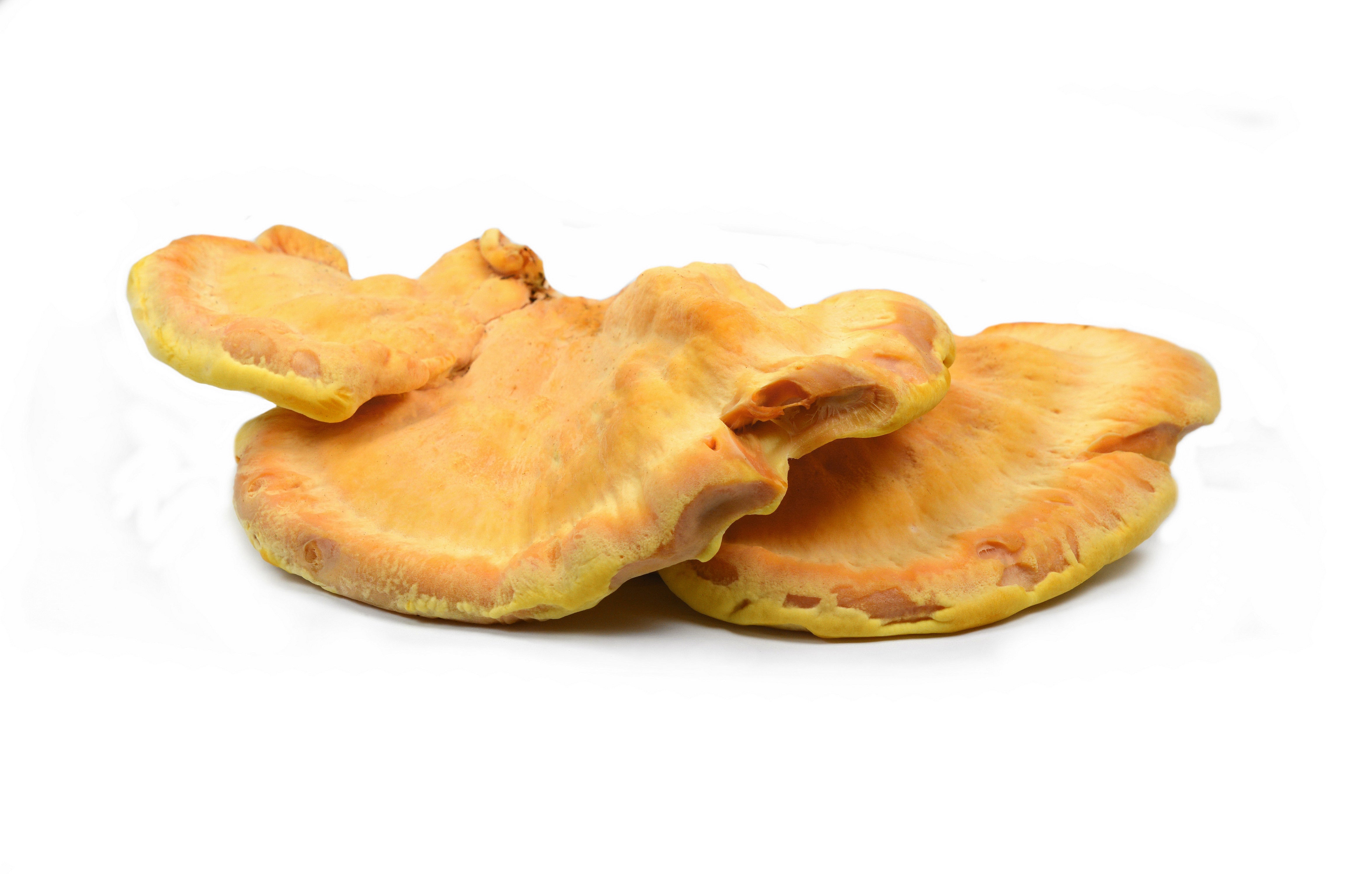 Fresh Chicken of the Woods Mushroom (Laetiporus sulphureus).