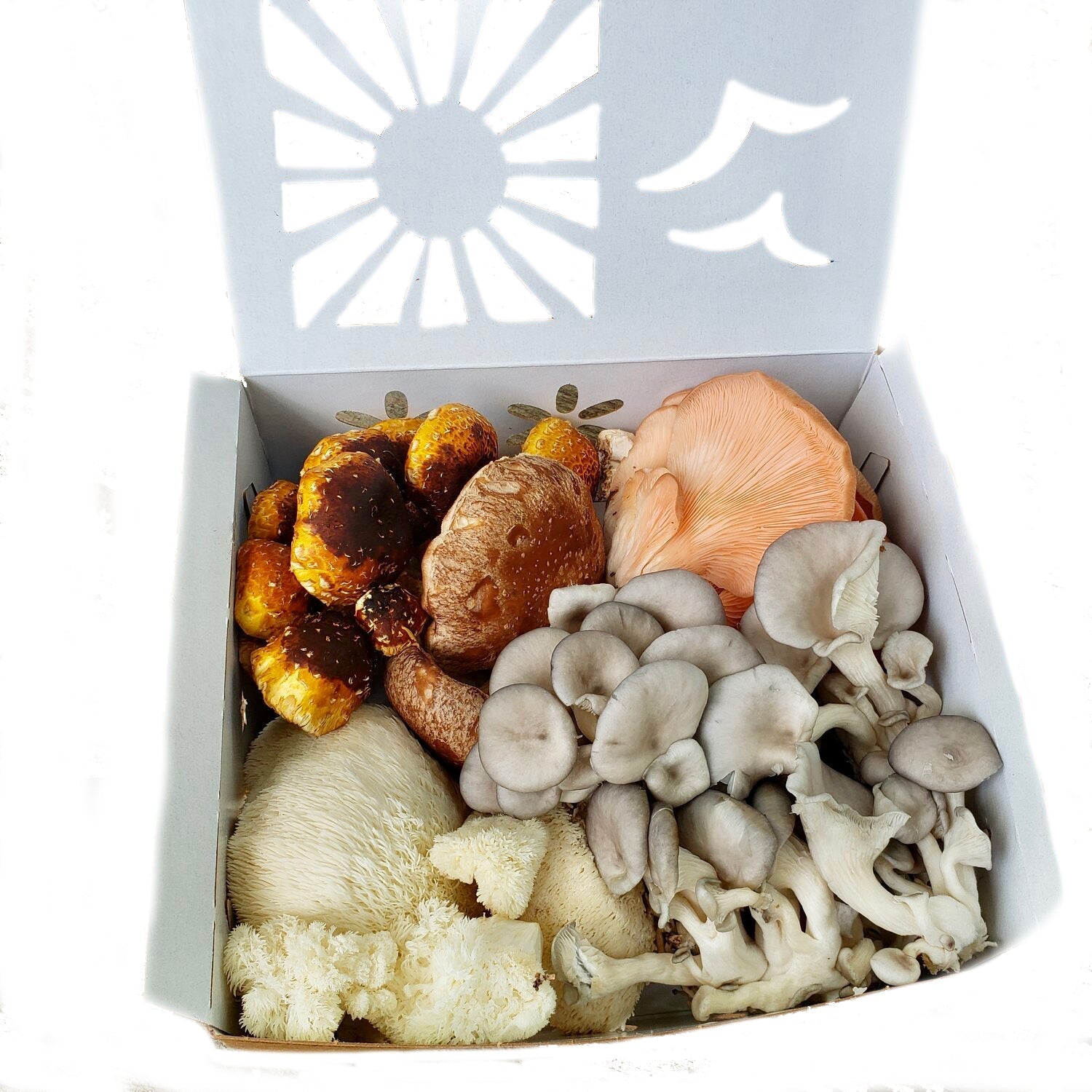 Fresh Mushroom Box – Lion’s Mane, Pink Oyster, Shiitake & Blue Oyster.