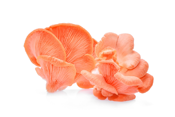 Fresh Pink Oyster Mushroom (Pleurotus djamor) – Vibrant, Delicate, and Perfect for Gourmet Cooking and Sustainable Farm-to-Table Dishes.