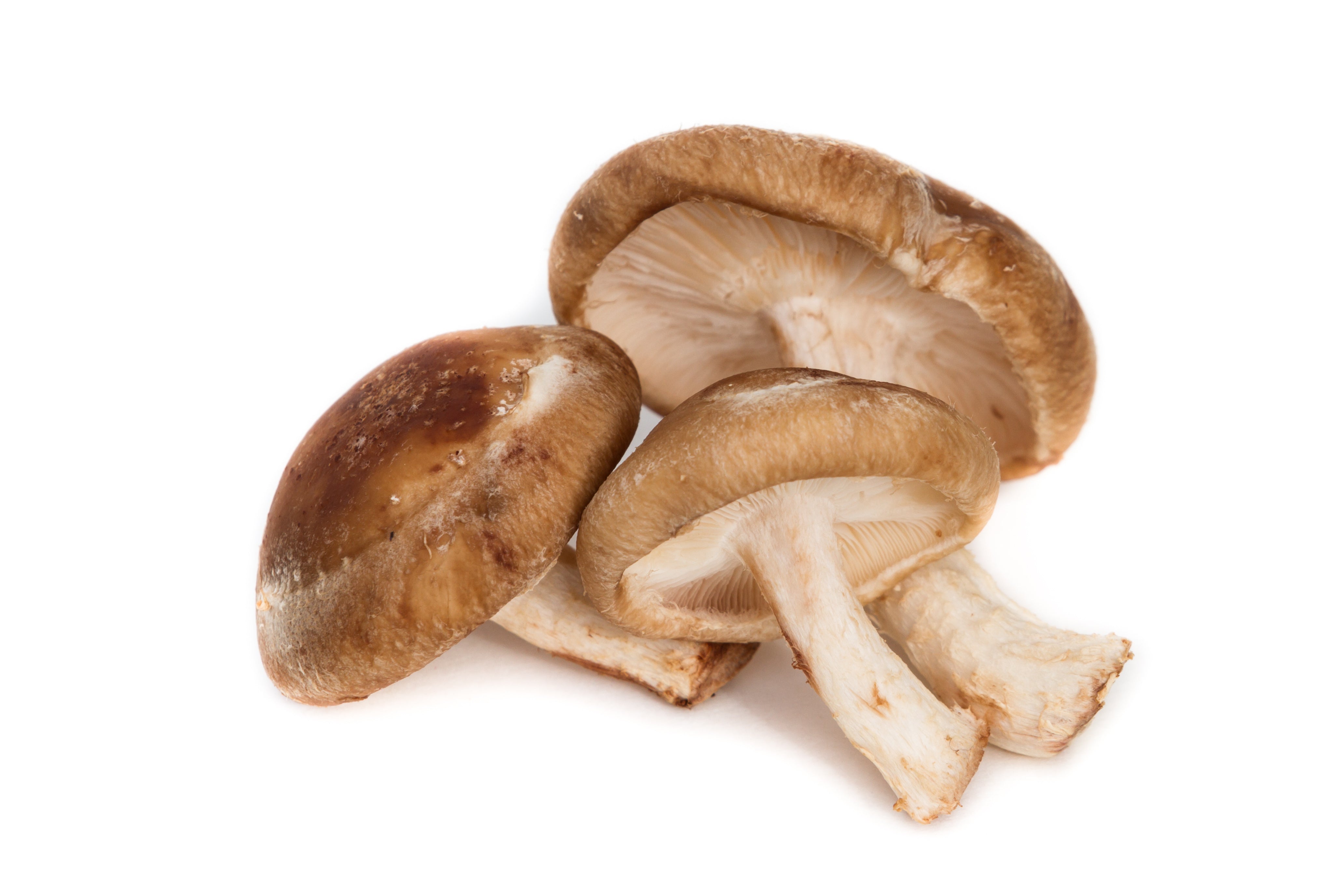 Fresh Shiitake Mushroom (Lentinula edodes) – Rich Umami Flavor, Nutrient-Dense, and Perfect for Gourmet Cooking and Immune Support.