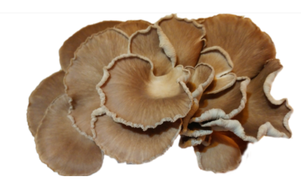 Fresh Italian Oyster Mushroom (Pleurotus pulmonarius) – Gourmet, Flavorful, and Perfect for Sustainable Cooking and Farm-to-Table Dishes.