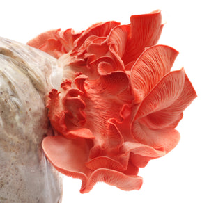 Pink oyster mushroom (Pleurotus djamor) growing on a substrate bag, showcasing sustainable mushroom cultivation, gourmet farming, and fresh organic produce.