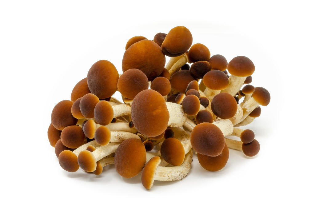 Fresh pioppino mushroom cluster (Agrocybe aegerita) on a white background, showcasing gourmet mushrooms with a rich, earthy flavor and firm texture for culinary use.