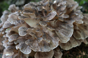 Wild Maitake Mushroom (Hen of the Woods) – Nutritious, Earthy, and Perfect for Gourmet Cooking, and Immune Support.