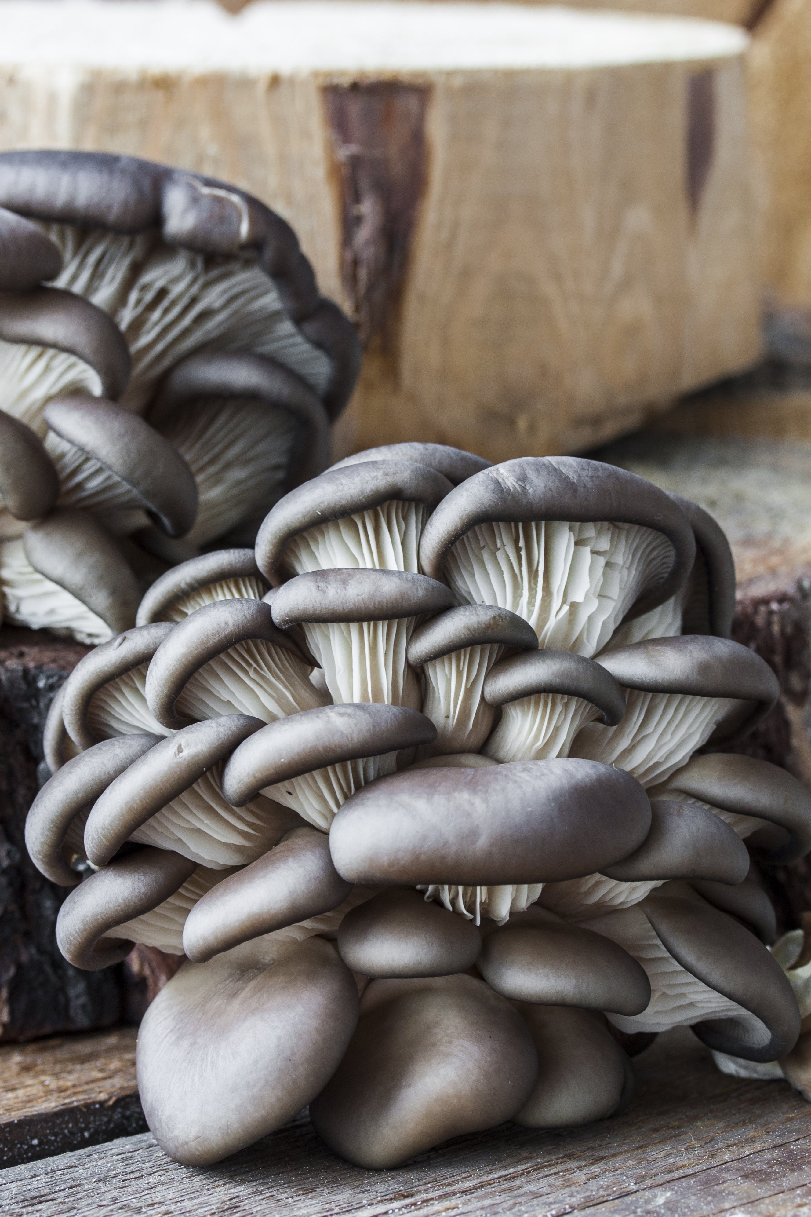 Wild Blue Oyster Mushroom (Pleurotus ostreatus) – Fresh, Foraged, and Rich in Umami Flavor for Gourmet Cooking and Sustainable Eating.