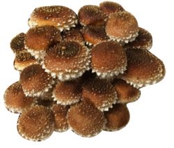 Fresh Chestnut Mushroom (Pholiota adiposa) – Gourmet, Nutty-Flavored, and Perfect for Sustainable Cooking and Farm-to-Table Recipes.